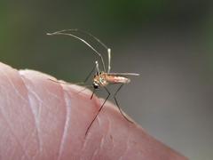 Sabethes chloropterus