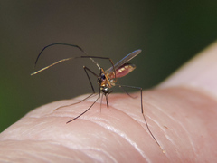 Sabethes chloropterus