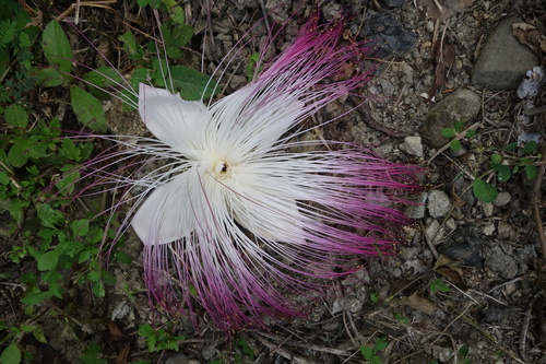 Barringtonia asiatica