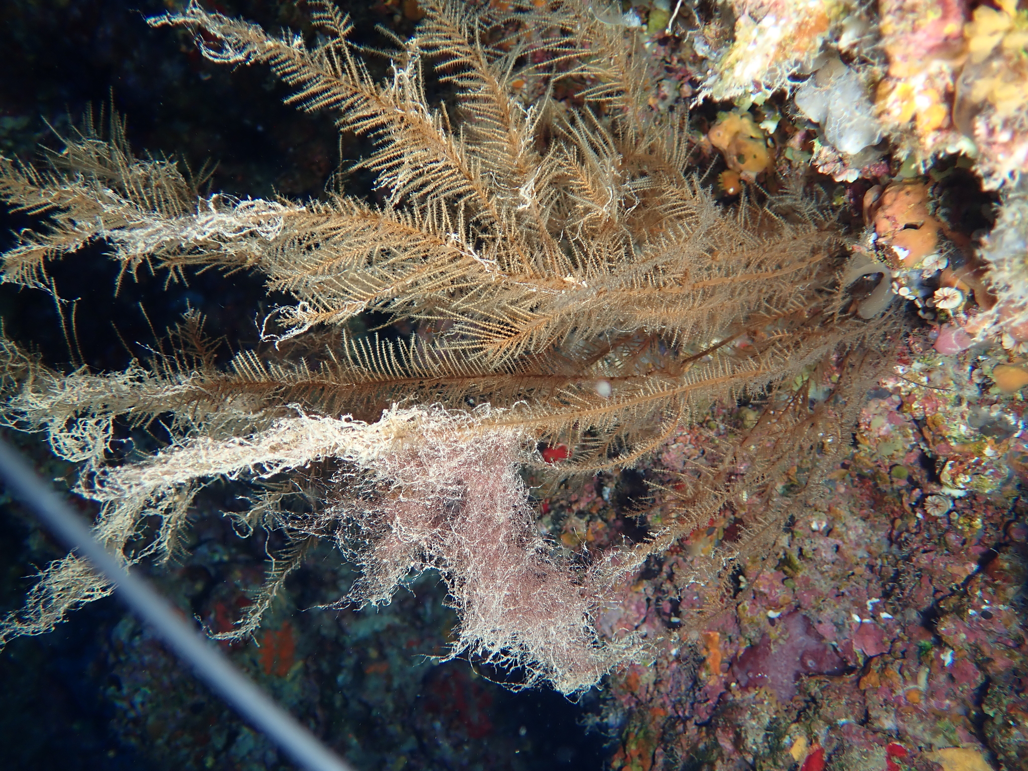 Antipathella wollastoni