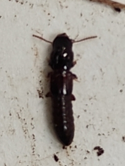 Antillosorius