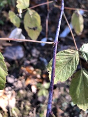 Rubus idaeus strigosus