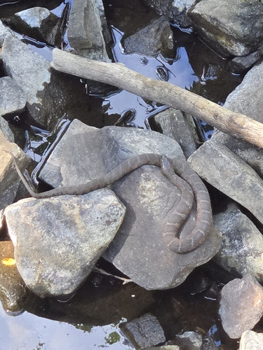 Northern Water Snake