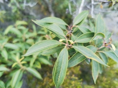 Agarista salicifolia