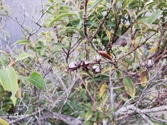 Agarista salicifolia