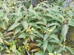 Agarista salicifolia