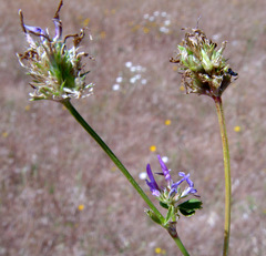 Trifolium glanduliferum