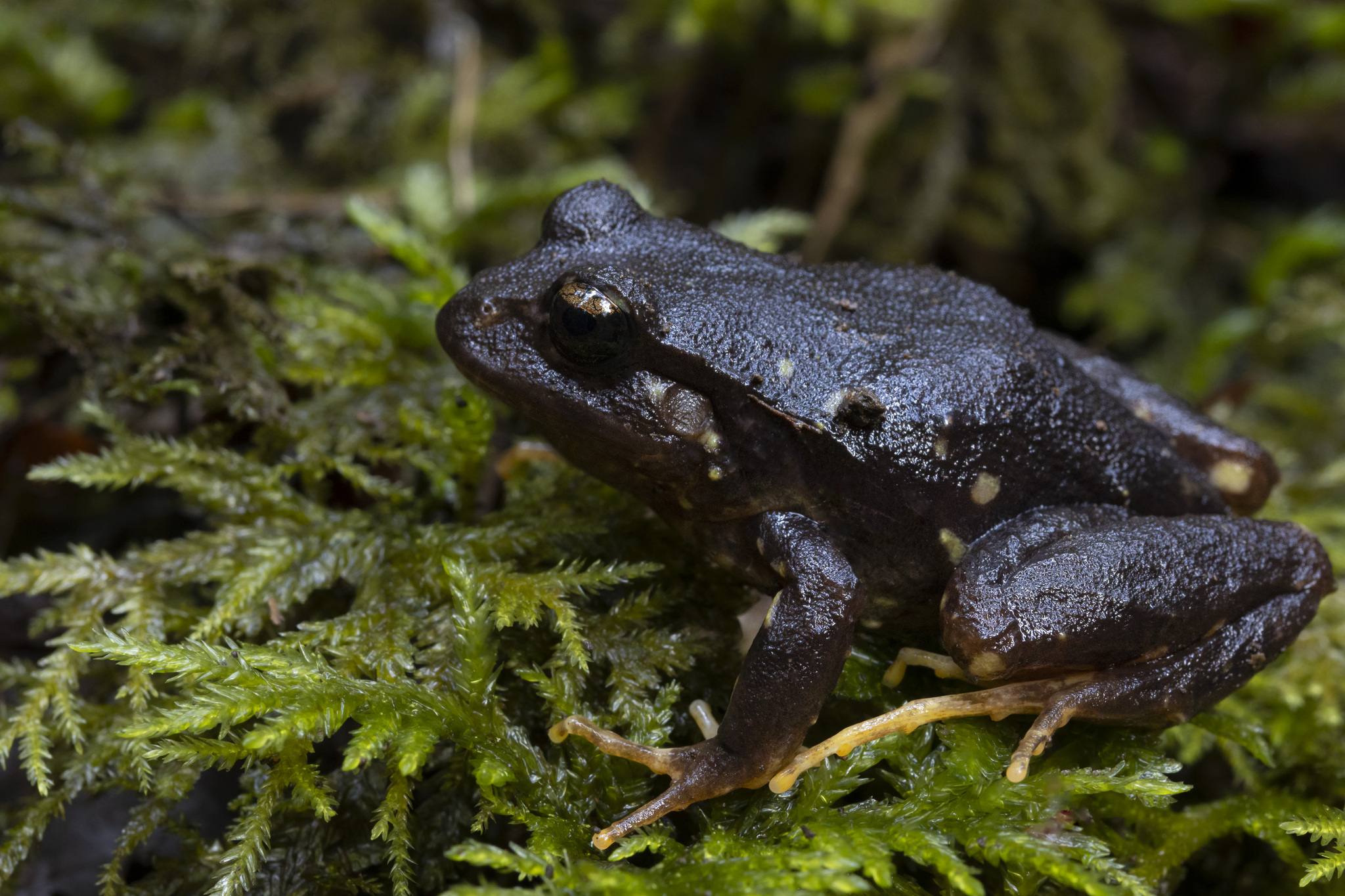 Eupsophus contulmoensis Ortiz, Ibarra-Vidal & Formas, 1989