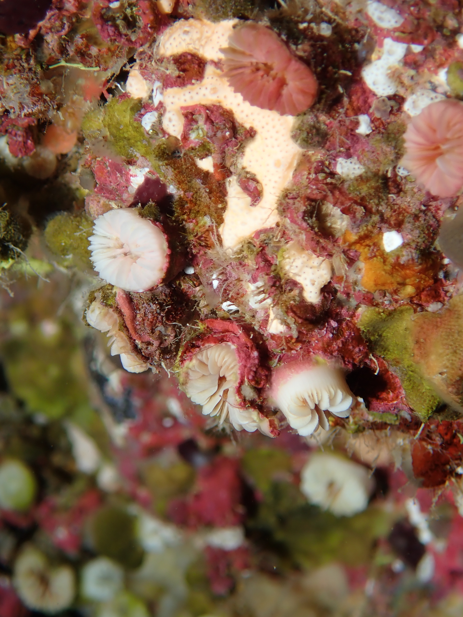 Caryophyllia inornata