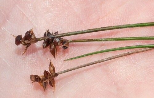 Carex gynocrates iNat (2)