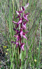 Anacamptis sancta