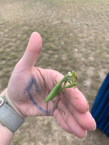 European Mantis