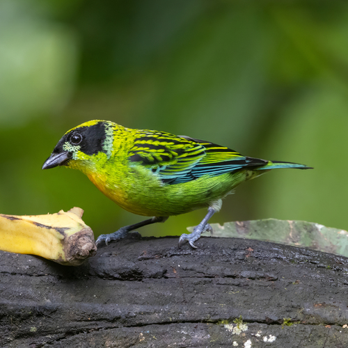 Green-and-gold Tanager (Tangara schrankii), photo 7