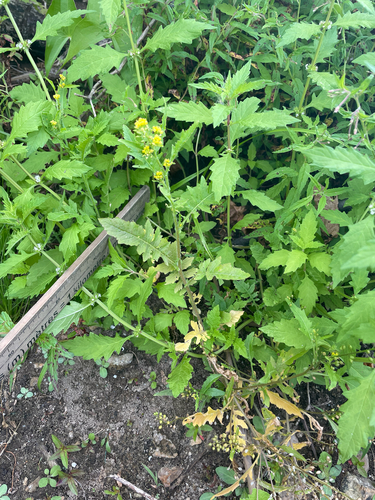 hispid yellowcress (Rorippa hispida)