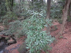 Lithocarpus edulis
