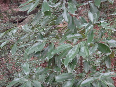 Lithocarpus edulis