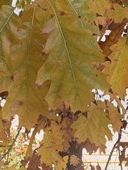 Quercus rubra