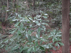 Lithocarpus edulis
