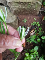 Albuca nelsonii