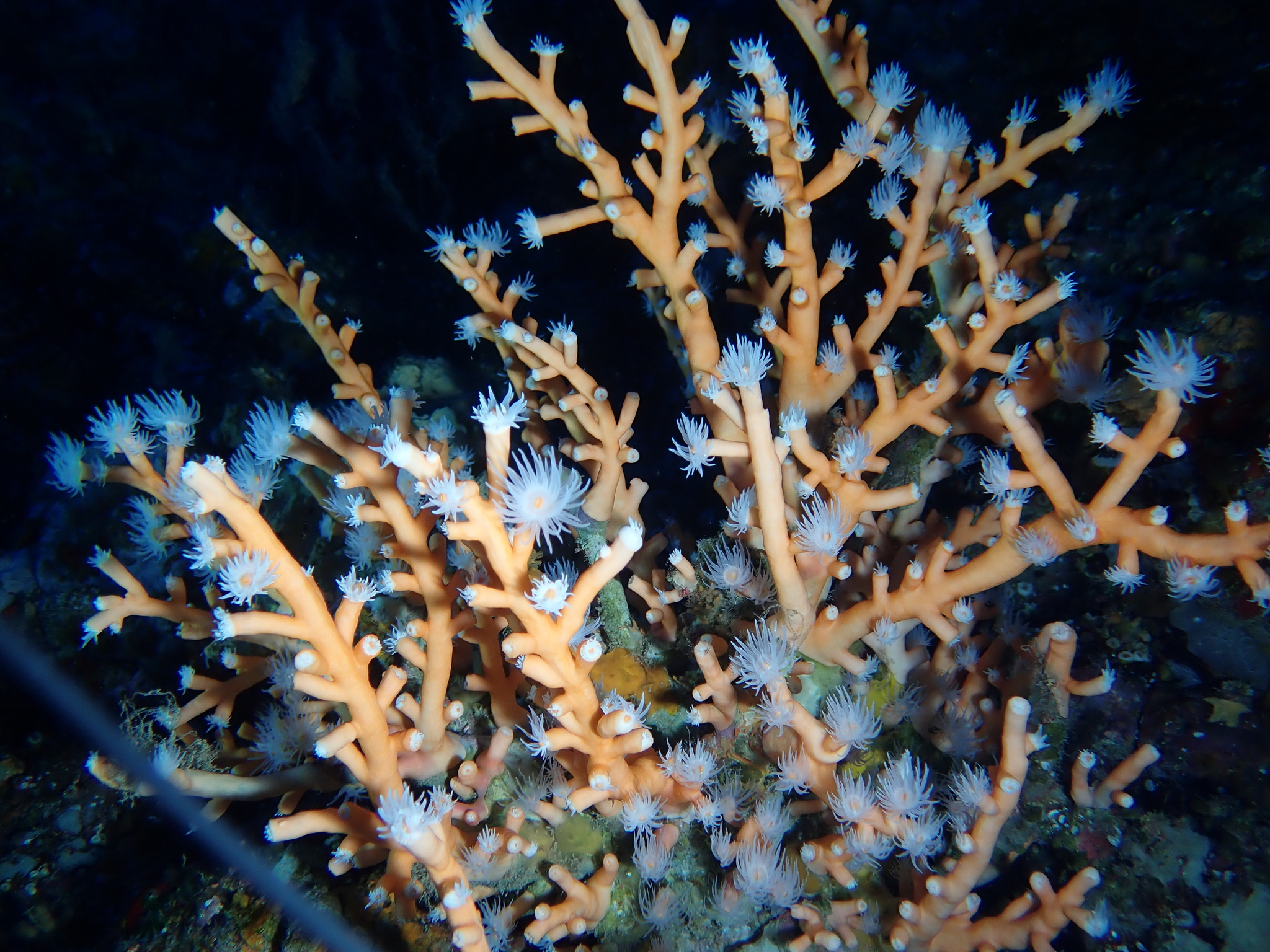 Coral naranja
