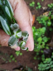 Albuca nelsonii