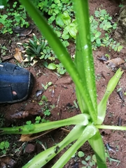 Albuca nelsonii