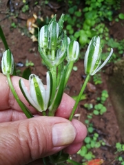 Albuca nelsonii
