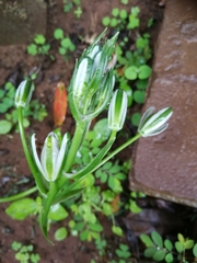 Albuca nelsonii