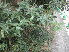 Quercus myrsinifolia