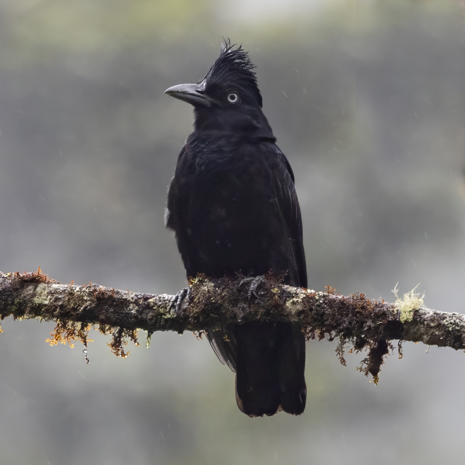 Amazonian Umbrellabird (Cephalopterus ornatus), photo 6