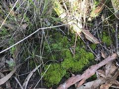 Thuidium peruvianum