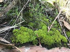 Thuidium peruvianum