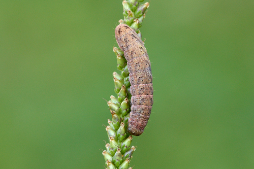 Pale-shouldered Brocade