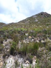 Thesium euphrasioides