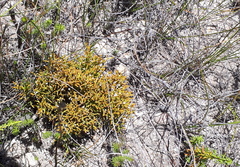 Thesium euphrasioides