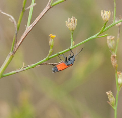 Melanopleurus belfragei