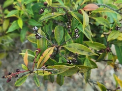 Agarista salicifolia