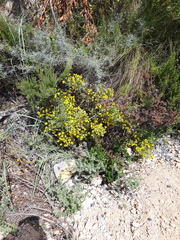 Thesium euphrasioides