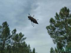 Chalcophora mariana massiliensis