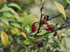 Agarista salicifolia