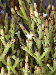 Thesium euphrasioides