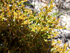 Thesium euphrasioides