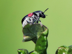 Megalostomis pyropyga