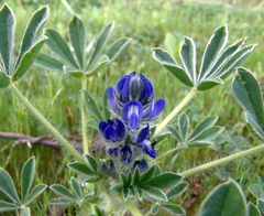 Lupinus micranthus