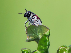 Megalostomis pyropyga