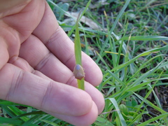 Acrosternum millierei