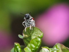 Megalostomis pyropyga