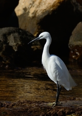 Egretta garzetta