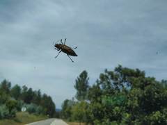 Chalcophora mariana massiliensis