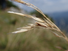 Helictotrichon parlatorei